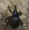 Liparus germanus